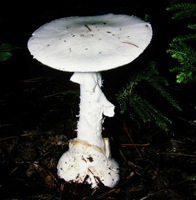 Amanita virosa: A mature specimen shows the large basal bulb with distinct thick edges of the universal veil, a large ring on the stalk and the smooth white cap. 